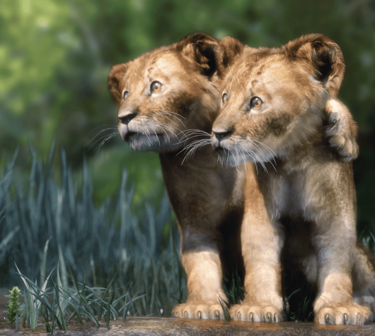 am kimbo lion club 3d models