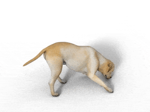 daz iray animation preview dog labrador