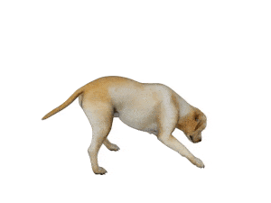 daz preview animation filament render engine dog