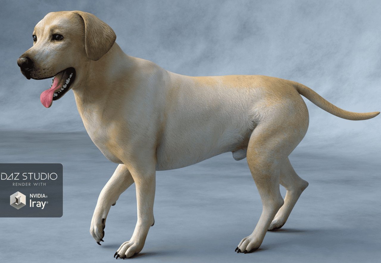 labrador dog 3d model
